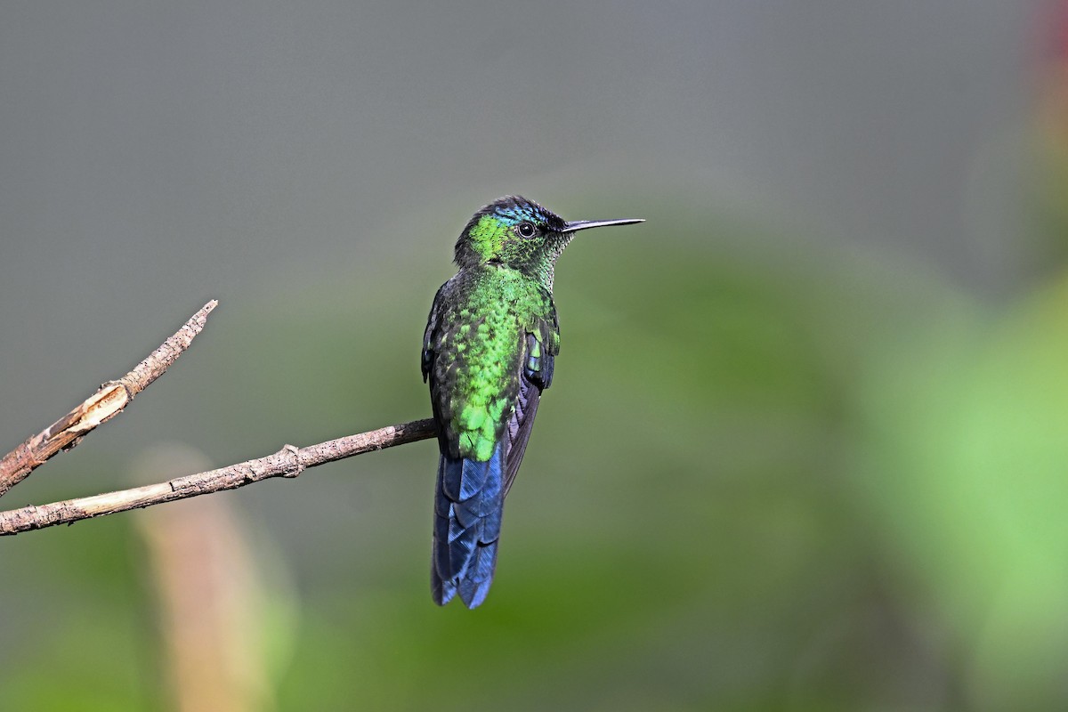 Violet-capped Woodnymph - ML647446360