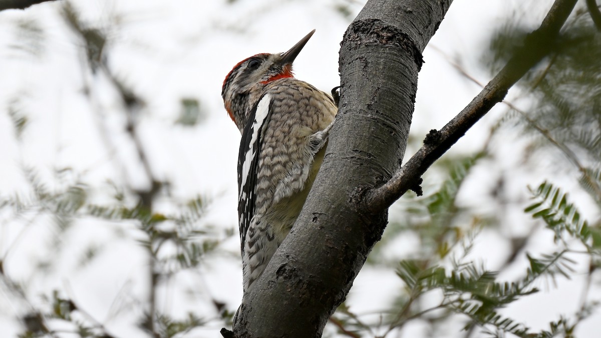 Rotnacken-Saftlecker - ML647446361