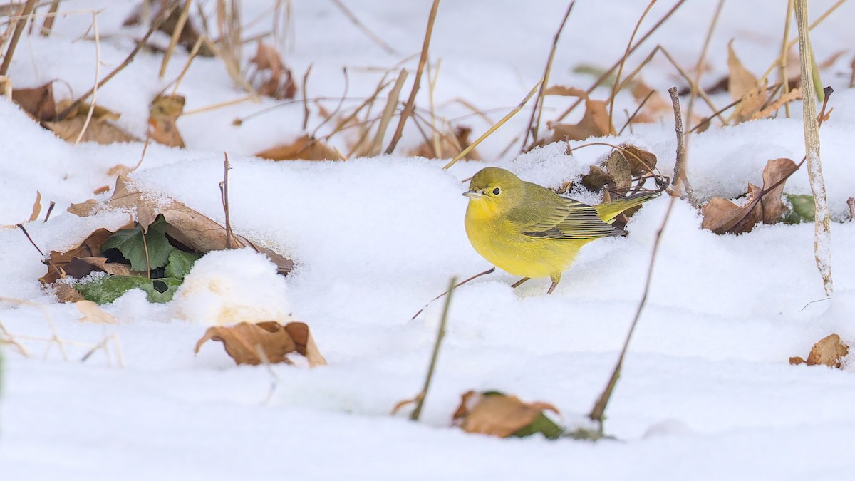 Northern Yellow Warbler - ML647446362