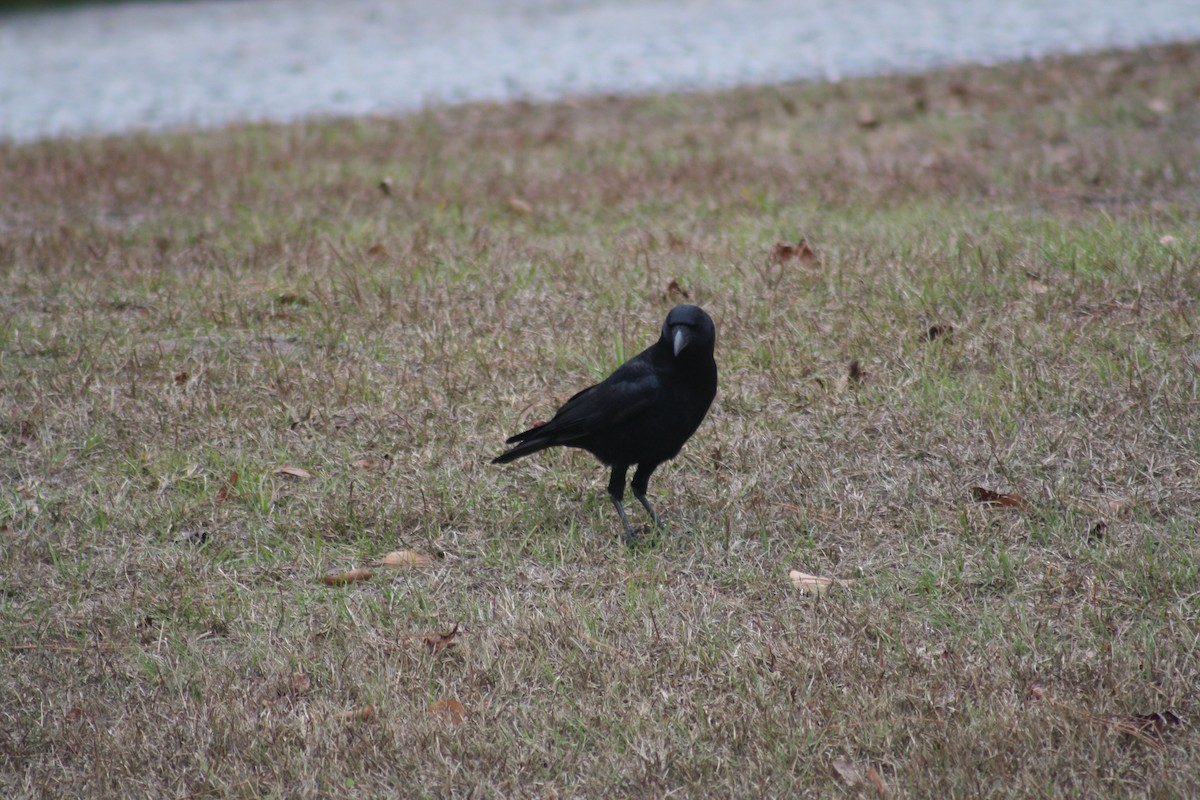 ウオガラス - ML647446363