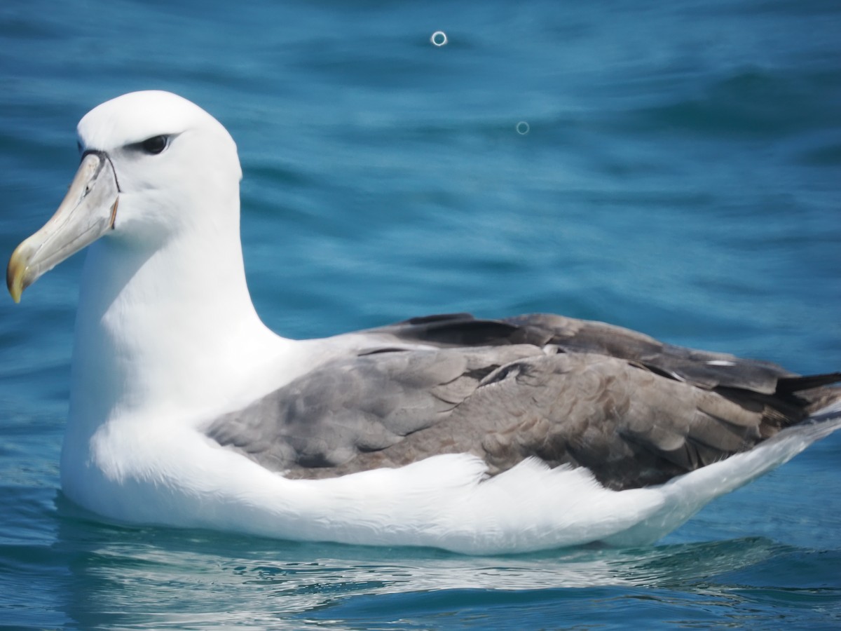 White-capped Albatross (steadi) - ML647446364