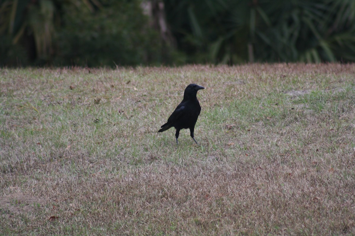 ウオガラス - ML647446367