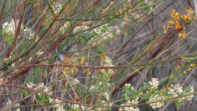 Малюр-м’якохвіст рудолобий - ML647446391