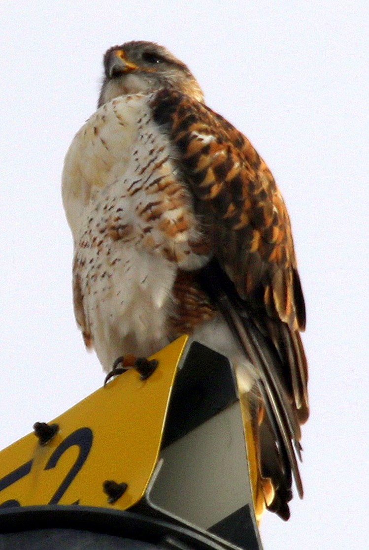 kongevåk - ML647446408