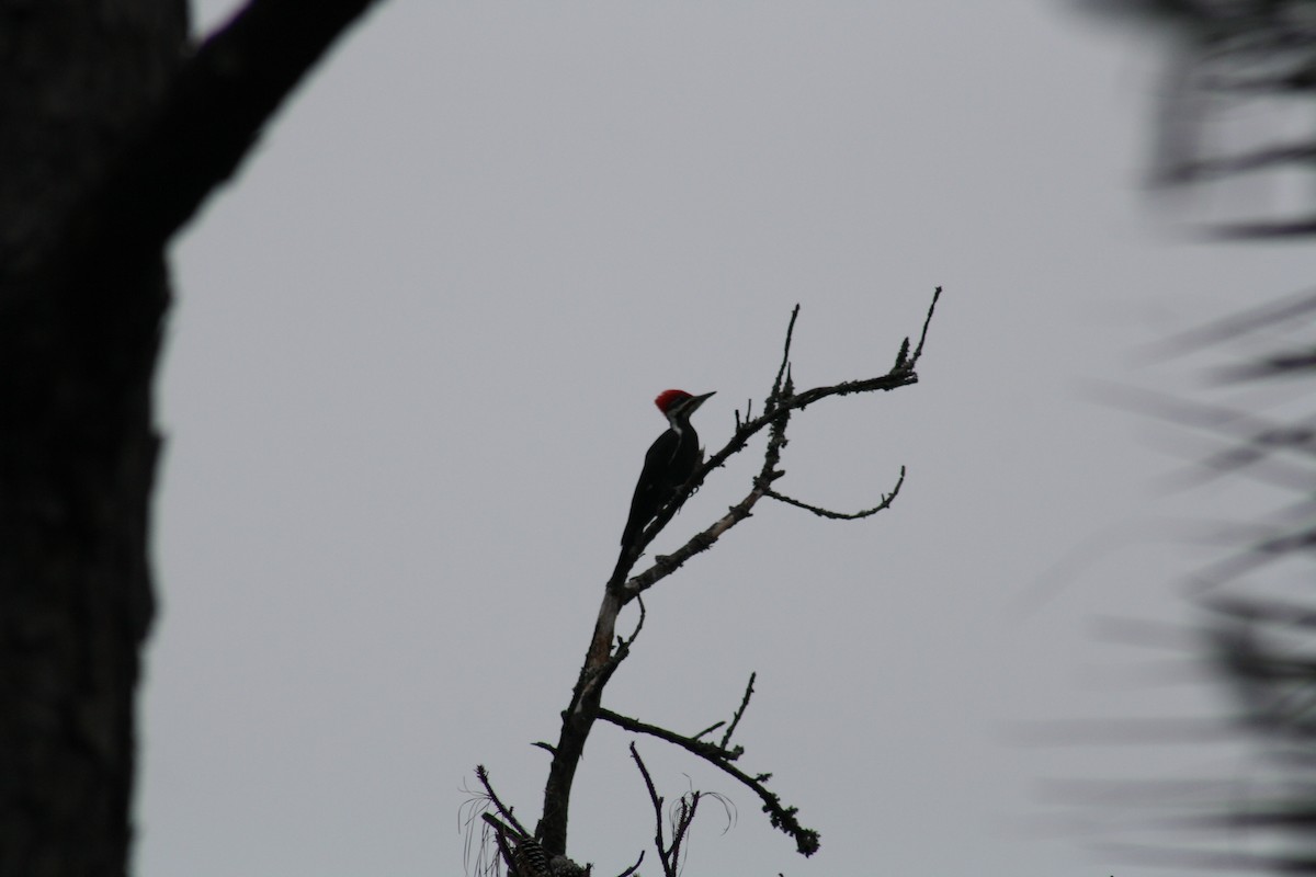 Pileated Woodpecker - ML647446424