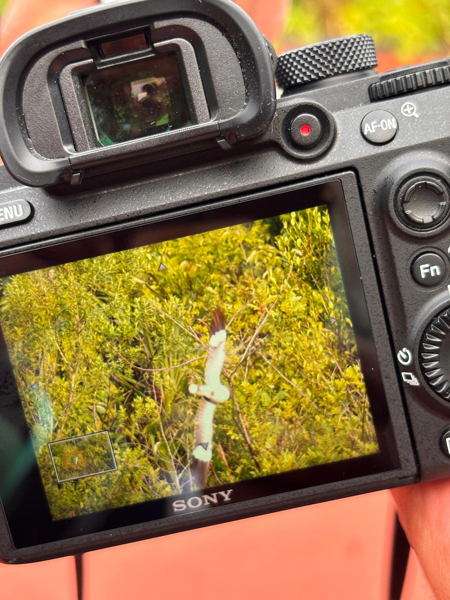 Nacunda Nighthawk - ML647446441