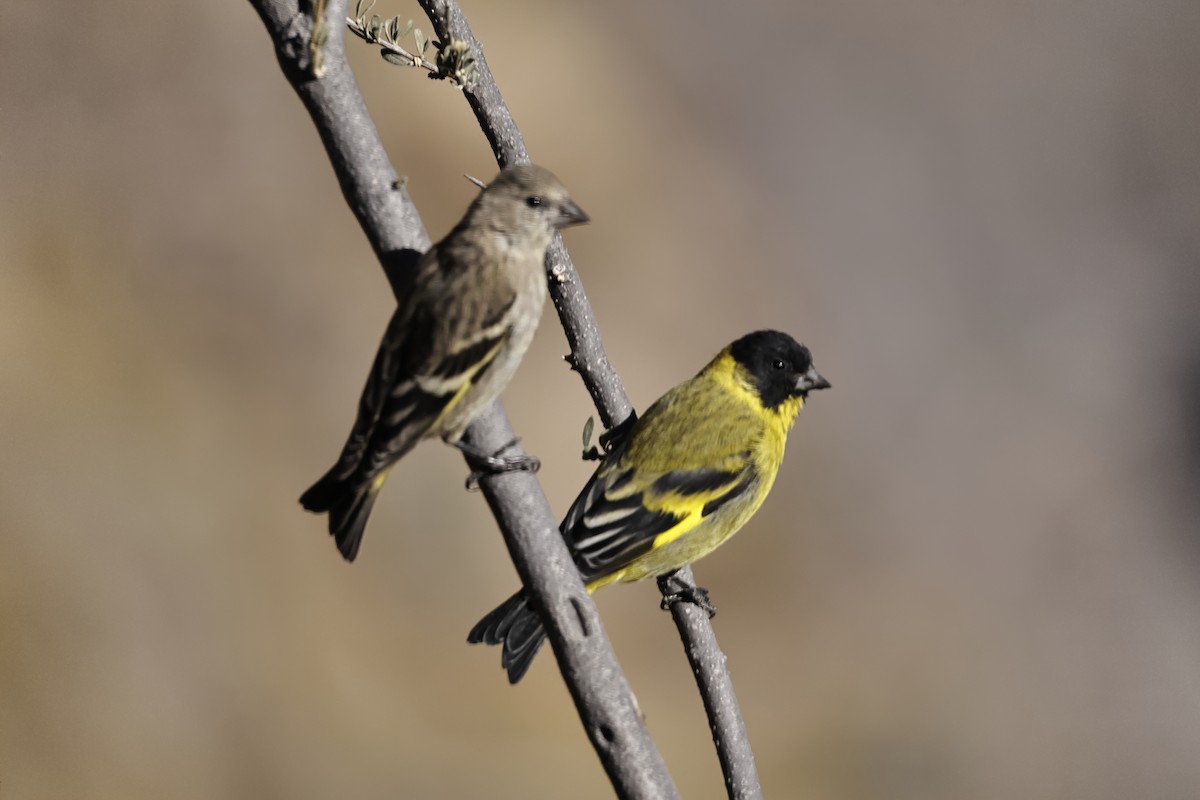 čížek jihoamerický - ML647446449