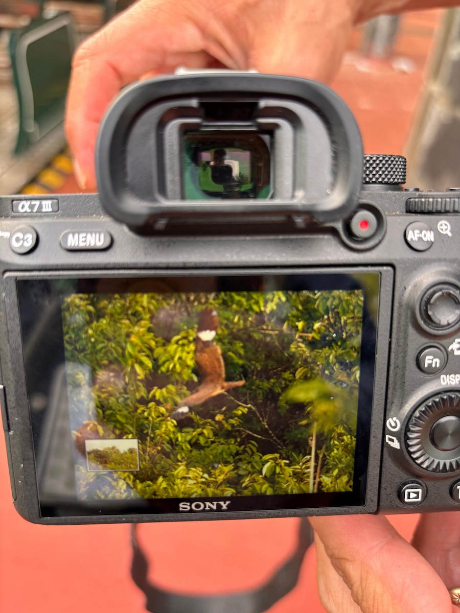 Nacunda Nighthawk - ML647446452