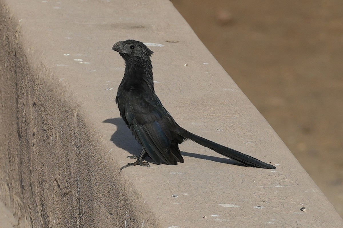 Groove-billed Ani - ML647446453