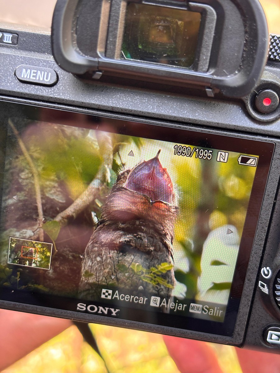 Common Potoo - ML647446463