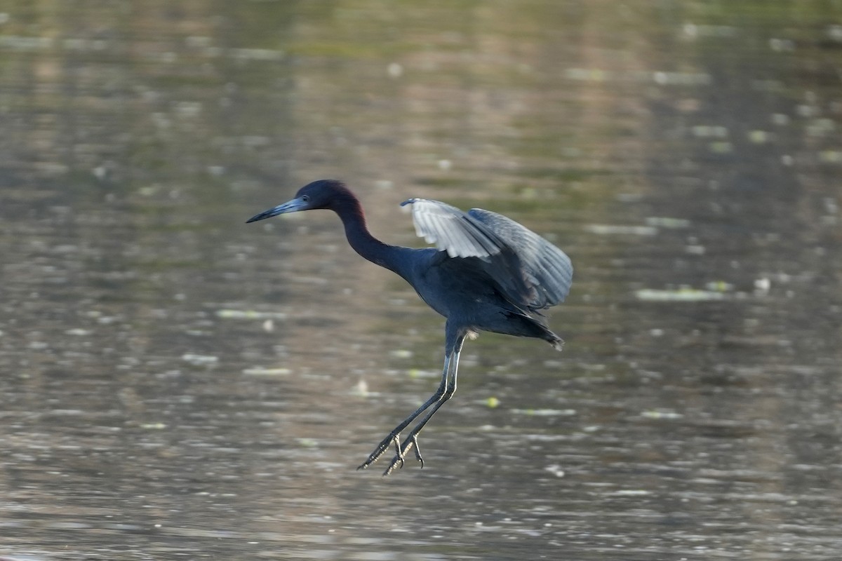Little Blue Heron - ML647446475