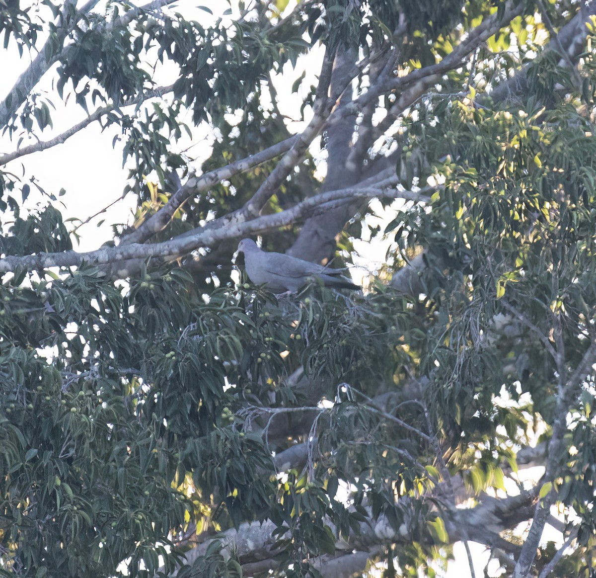 Red-billed Pigeon - ML647446491