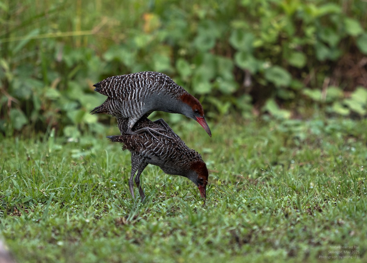 Graubrustralle - ML647446493