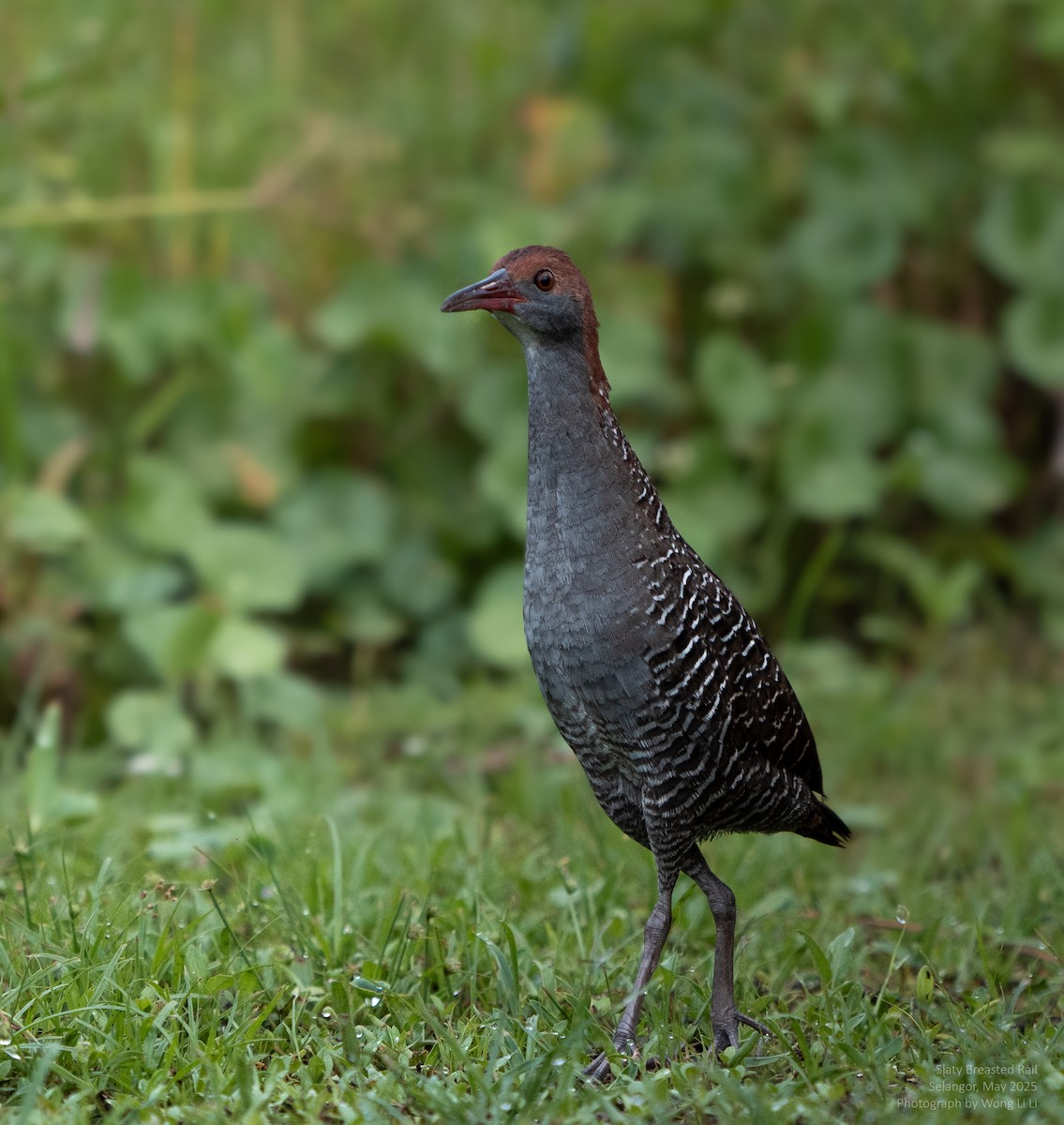 Graubrustralle - ML647446499