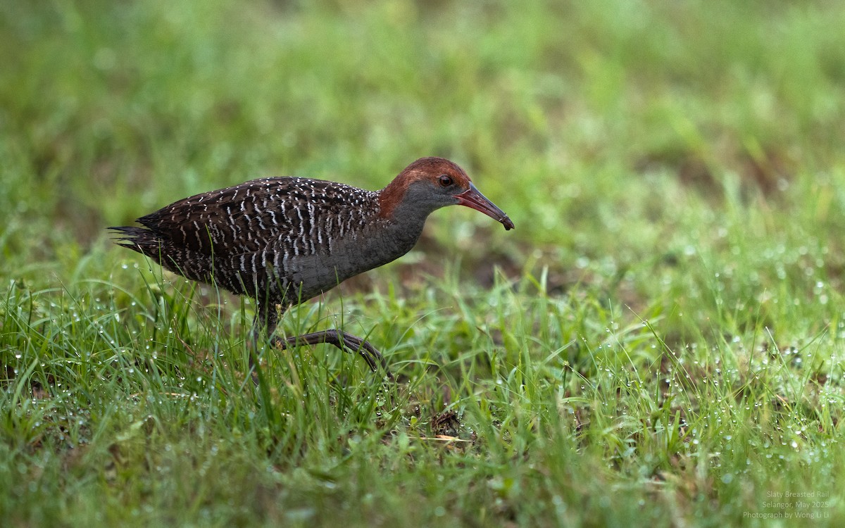 Graubrustralle - ML647446500