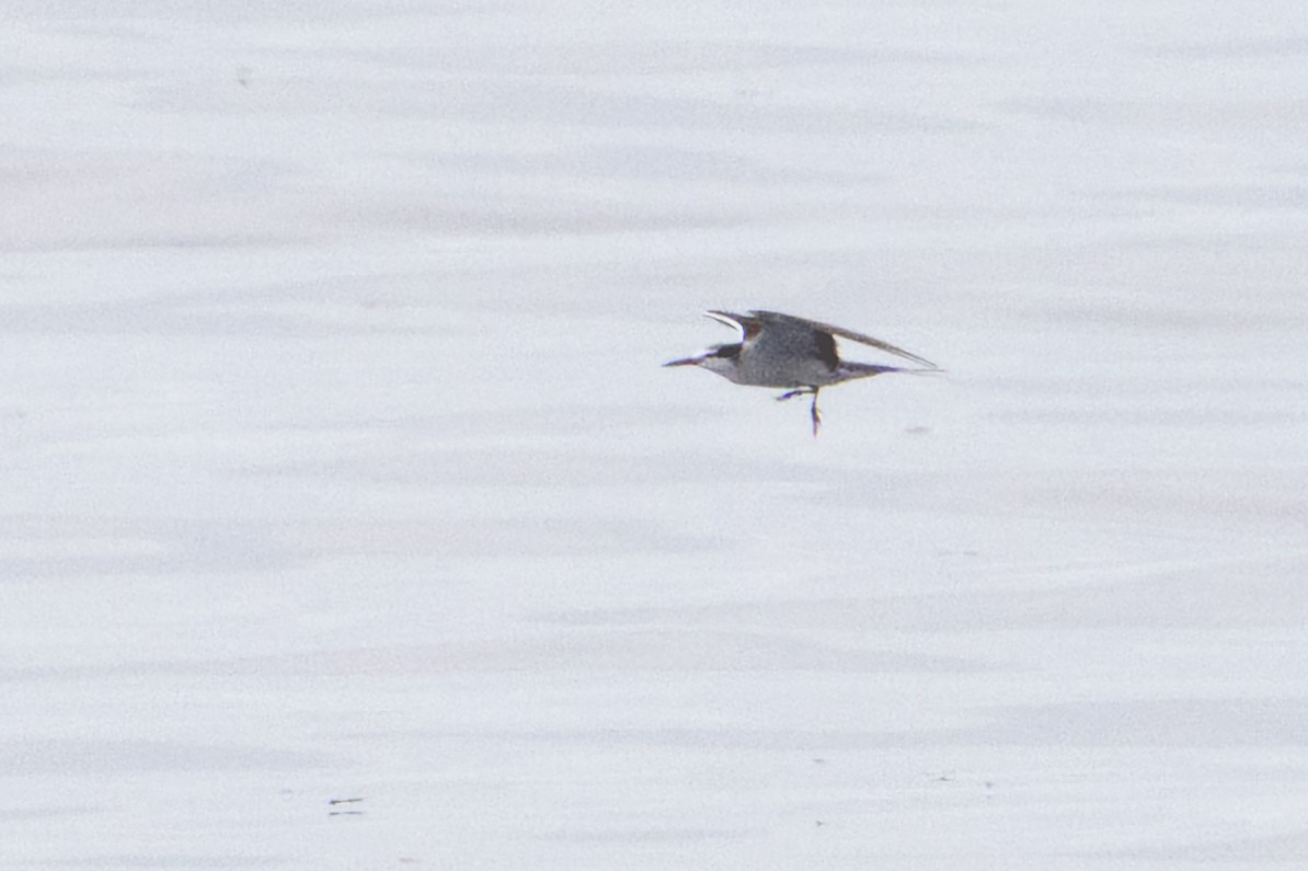 Bridled Tern - ML647446508