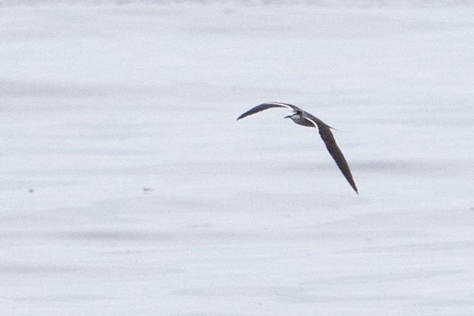 Bridled Tern - ML647446509