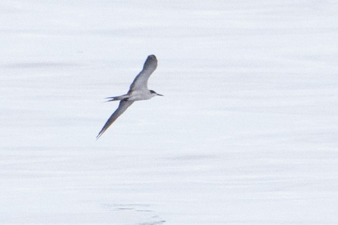 Bridled Tern - ML647446510