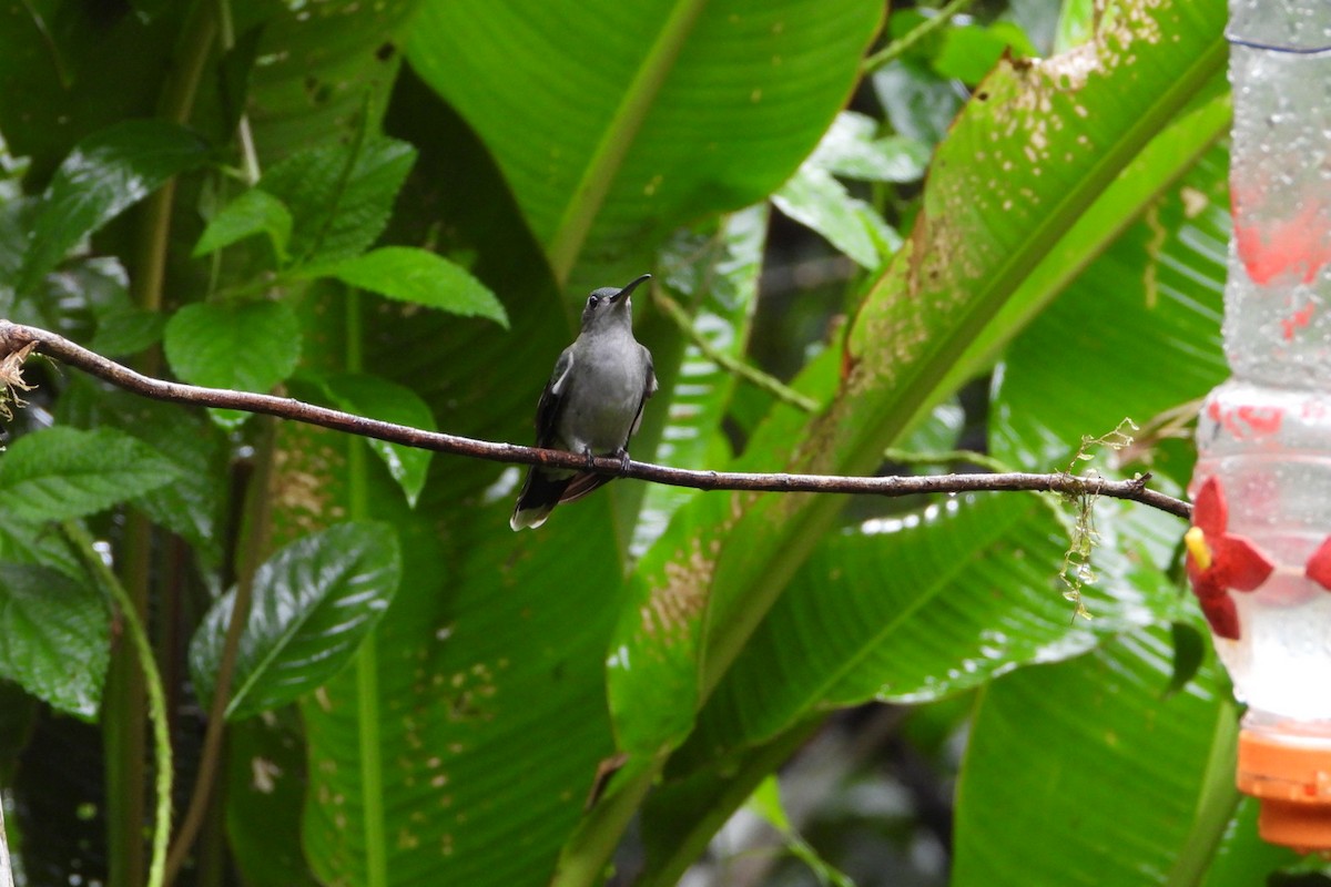 Gray-breasted Sabrewing - ML647446537