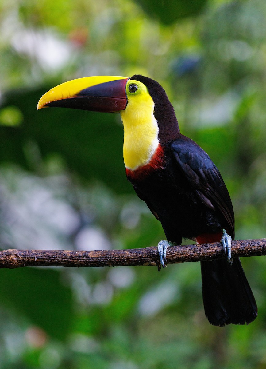 Yellow-throated Toucan - ML647446542