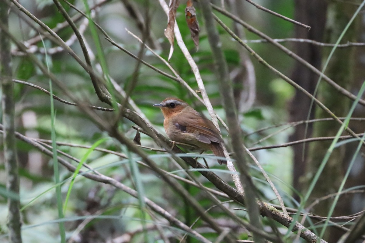 Rufous Gnateater - ML647446549