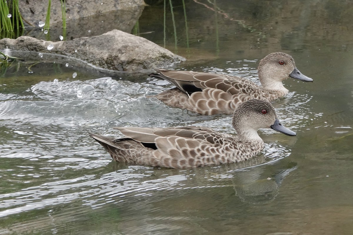 Gray Teal - ML647446567