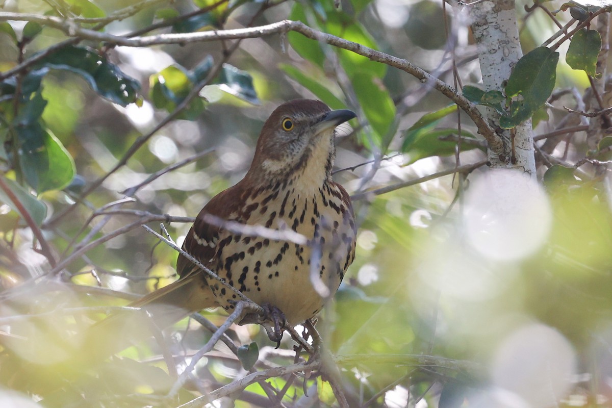 brunspottefugl - ML647446577