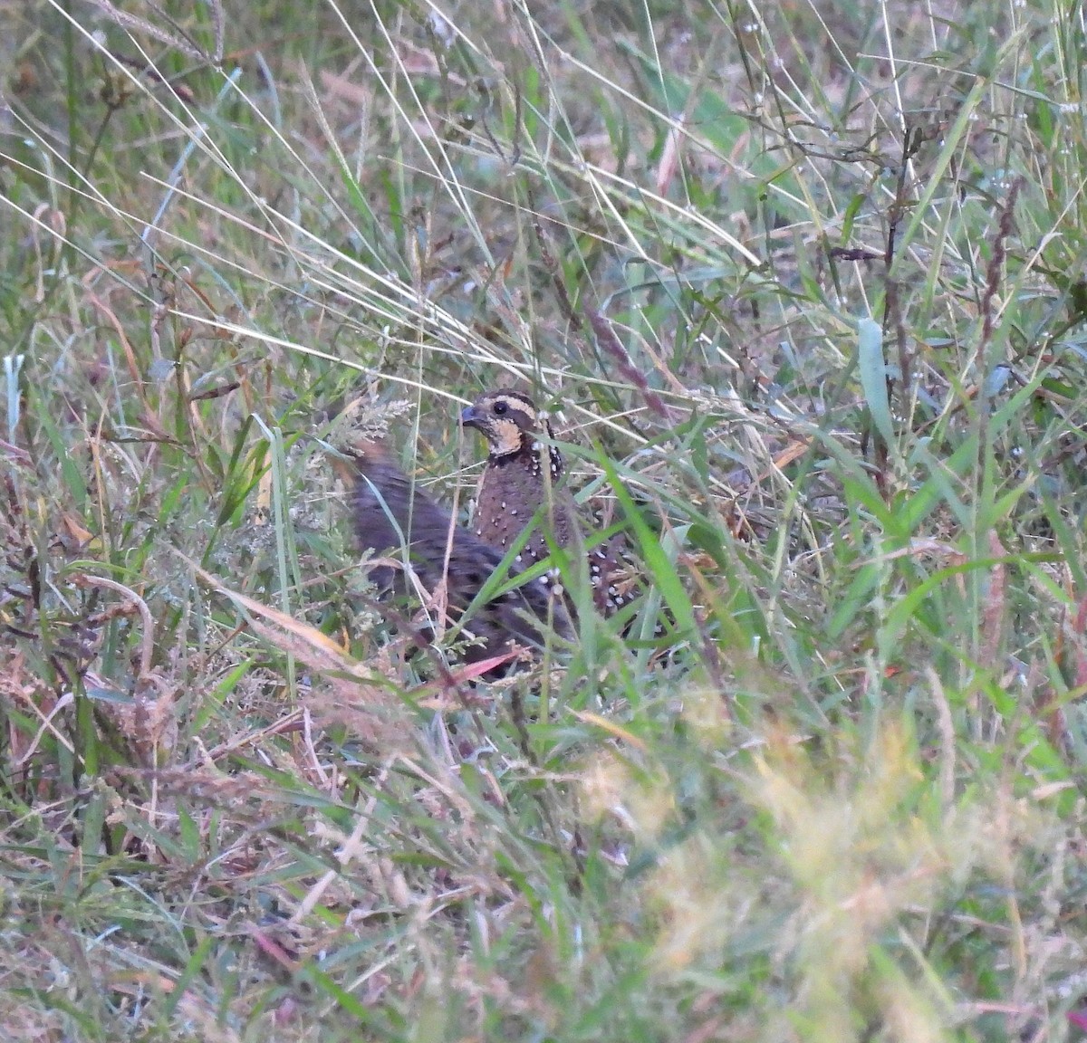 Spot-bellied Bobwhite - ML647446581