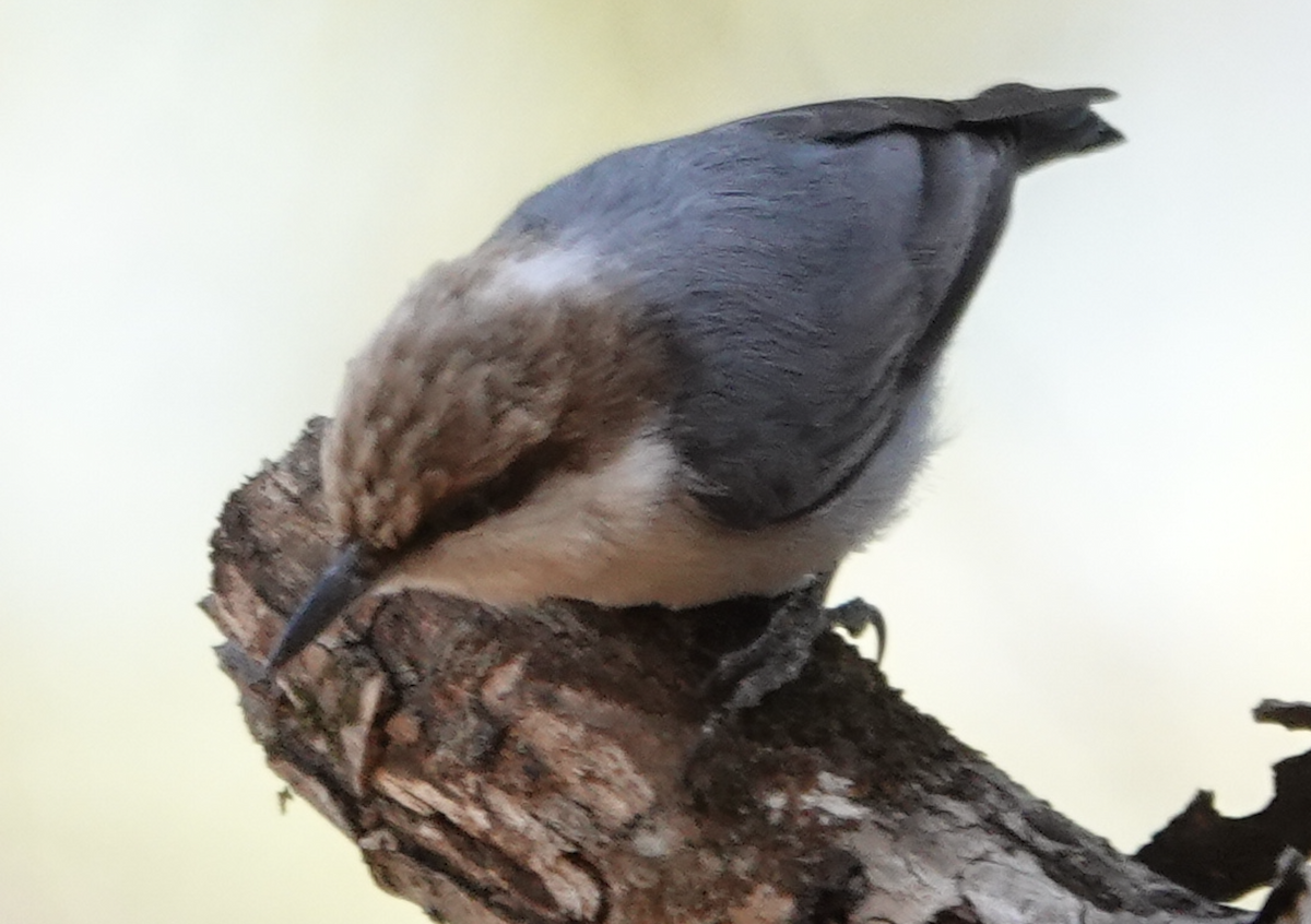 brhlík hnědohlavý - ML647446582