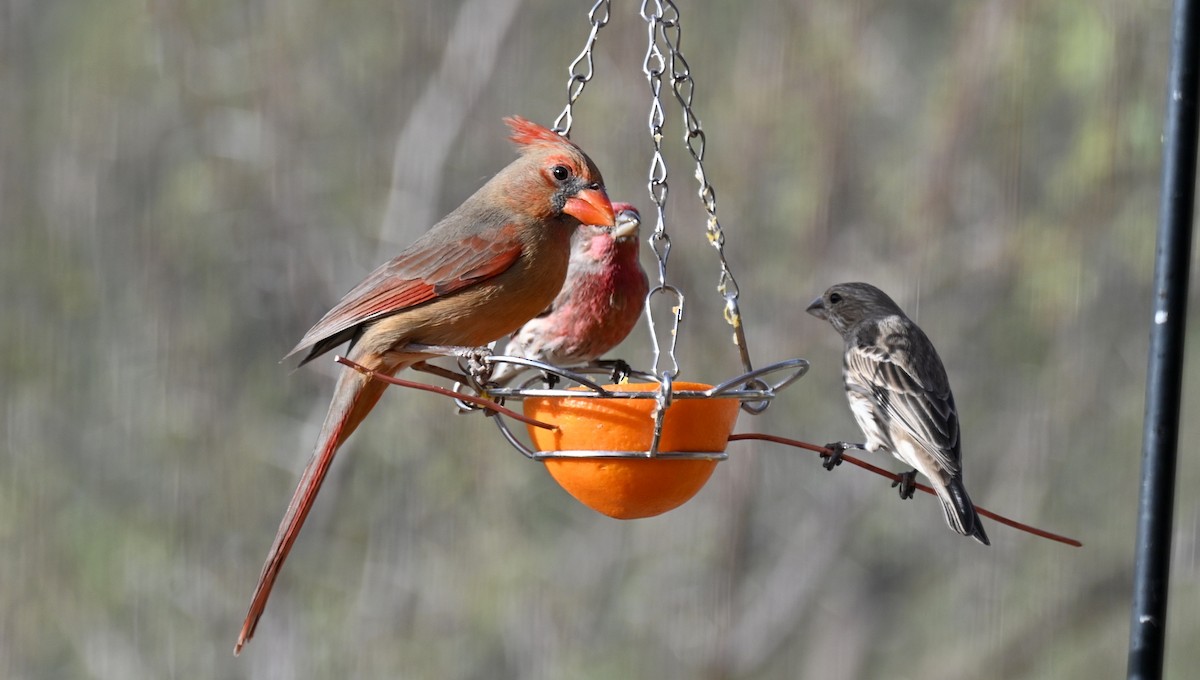 rødkardinal - ML647446583