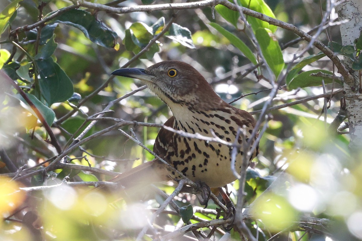 brunspottefugl - ML647446584