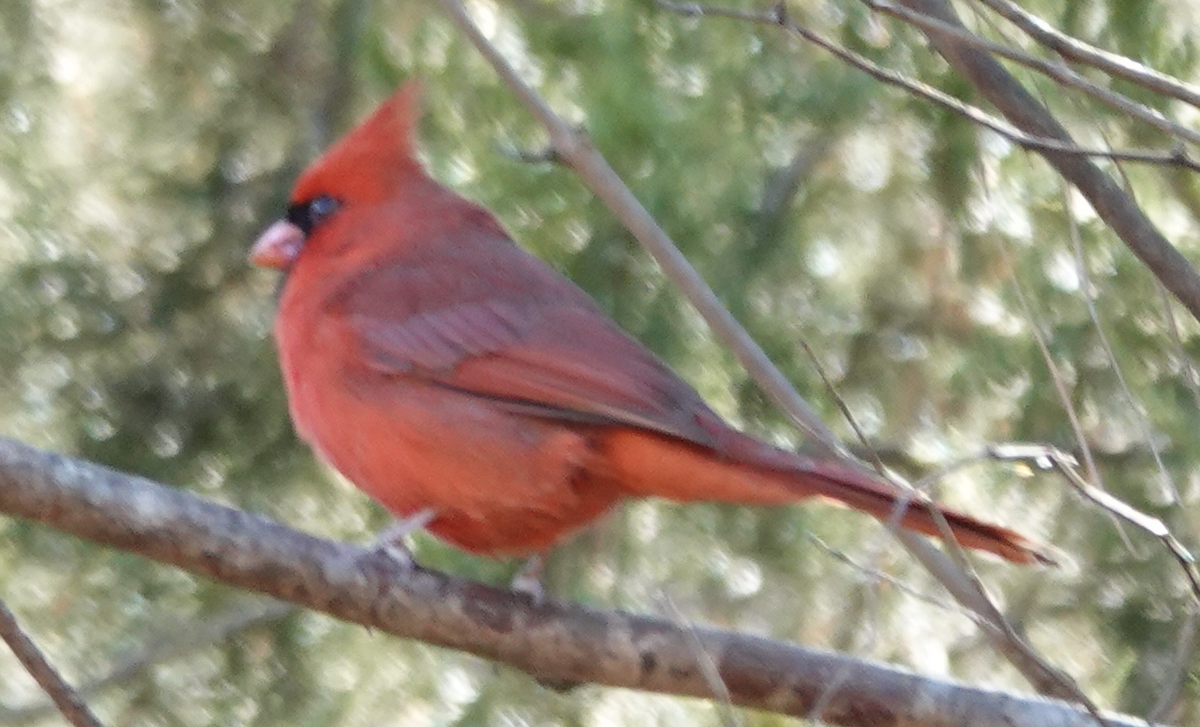 rødkardinal - ML647446588