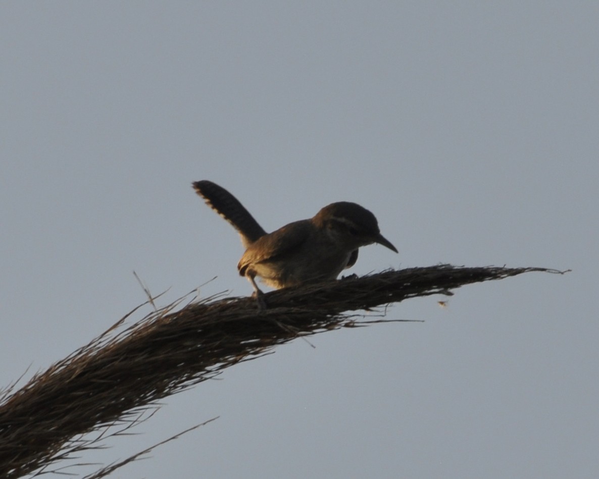 シロハラミソサザイ - ML647446591