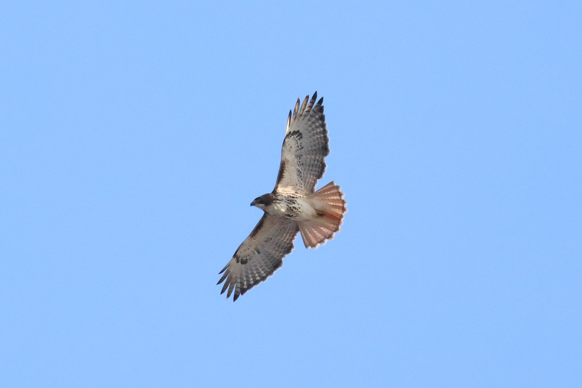 Red-tailed Hawk - ML647446593