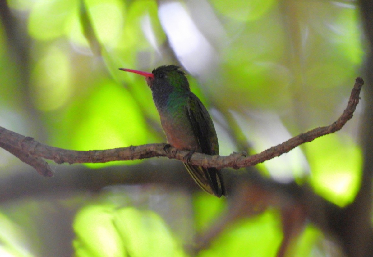 Blue-throated Goldentail - ML647446594