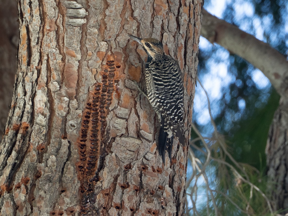 Williamson's Sapsucker - ML647446596