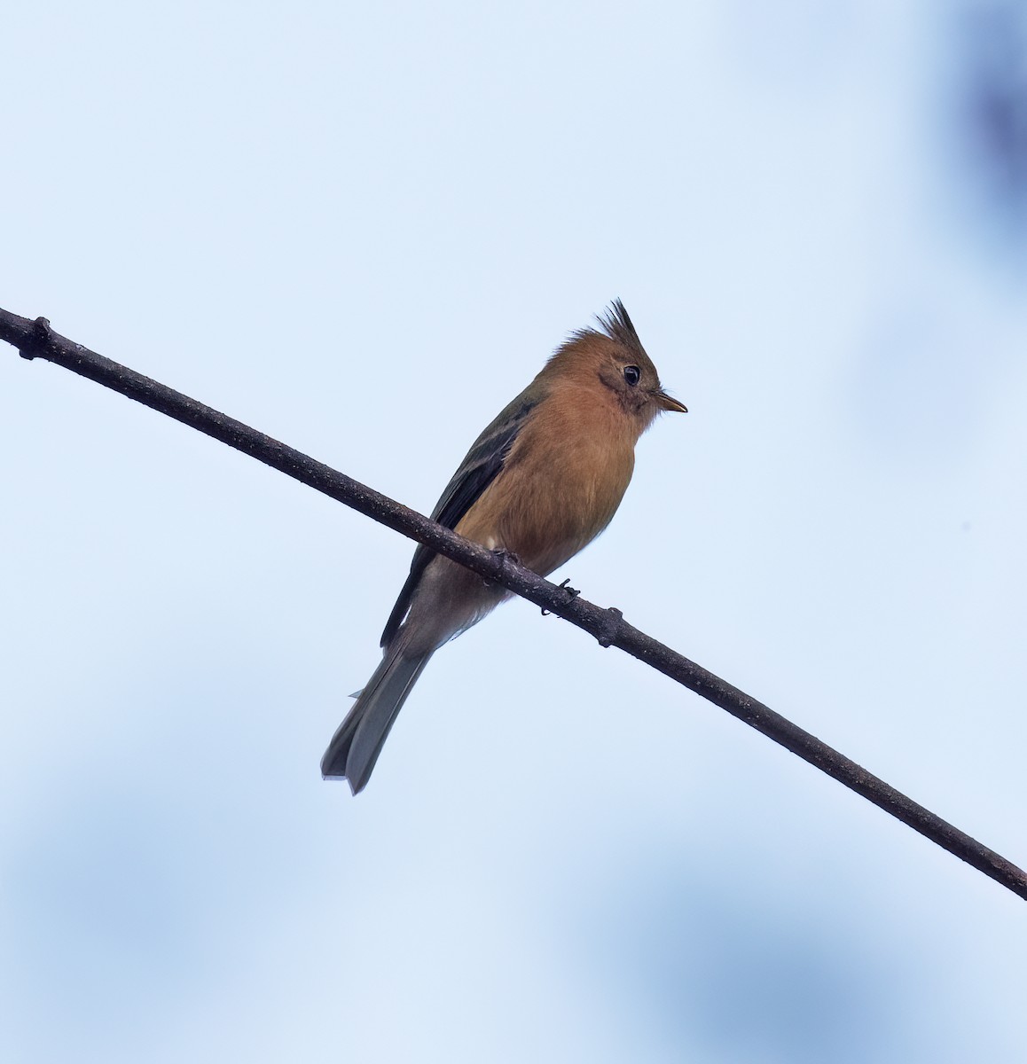 Tufted Flycatcher - ML647446597
