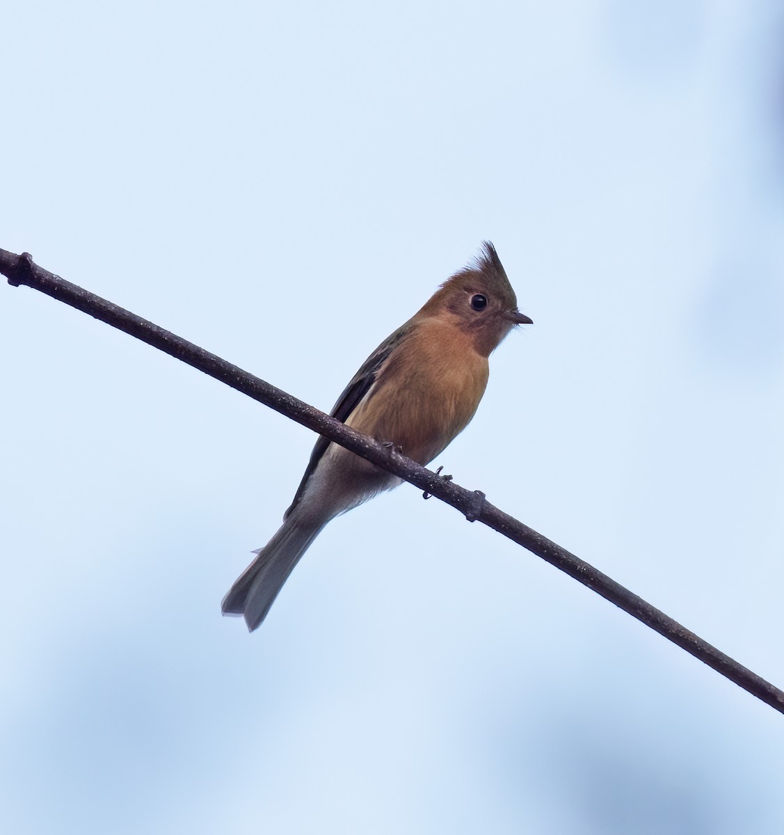 Tufted Flycatcher - ML647446598