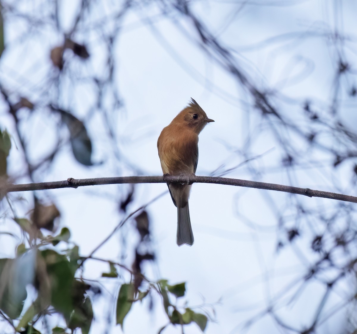 Tufted Flycatcher - ML647446599