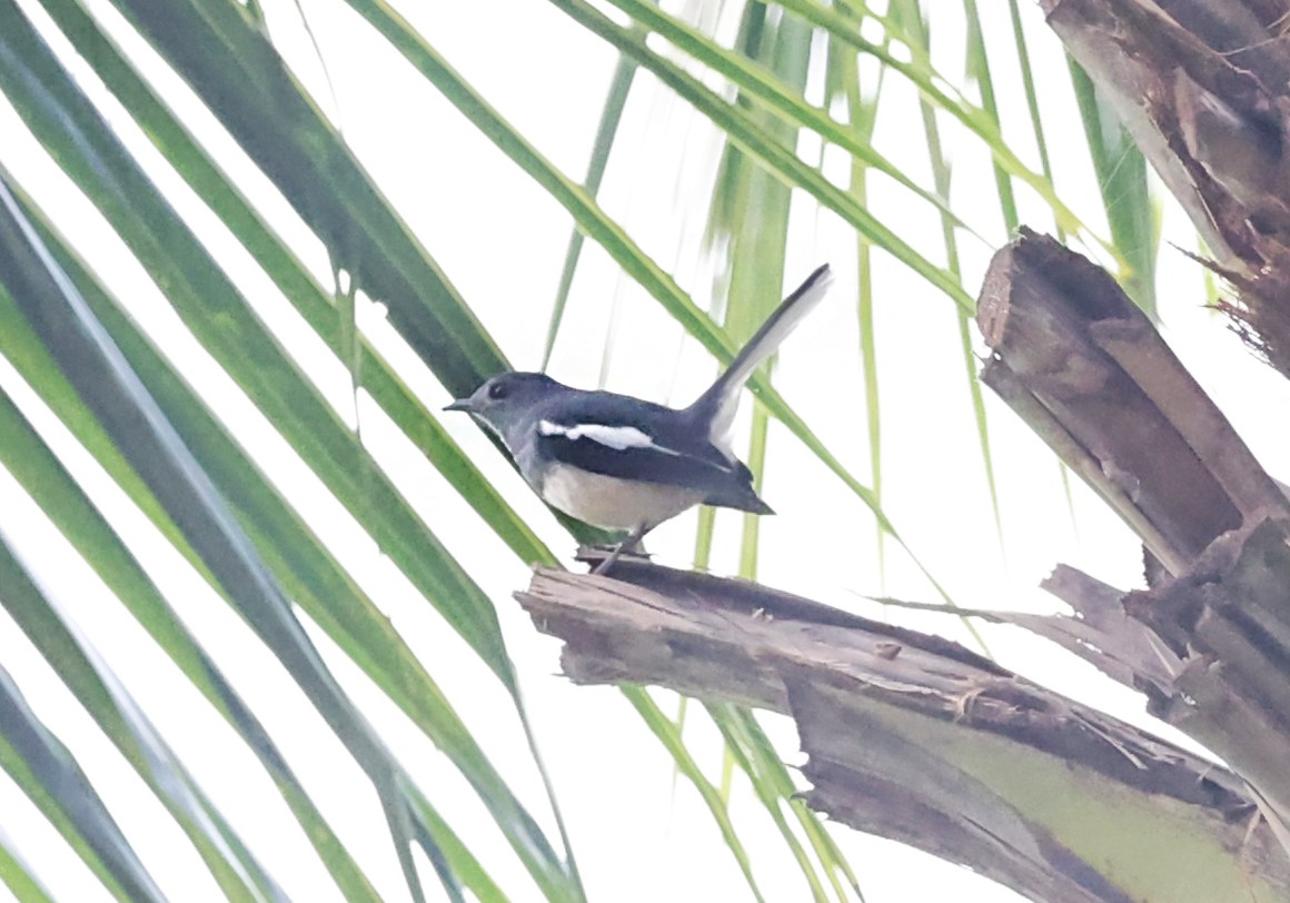 Oriental Magpie-Robin - ML647446603
