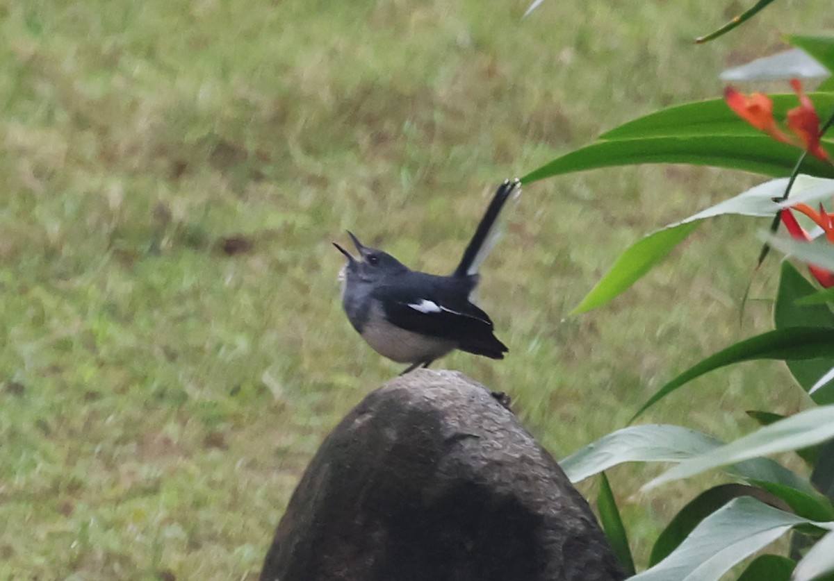 Oriental Magpie-Robin - ML647446604