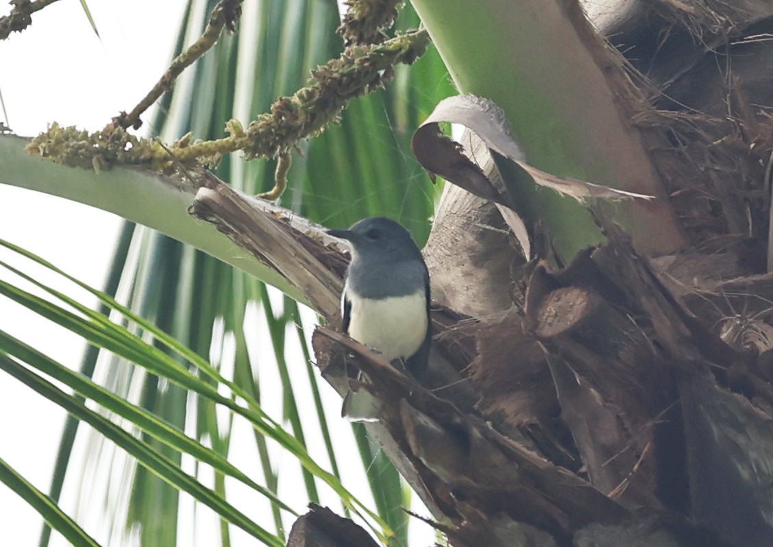 Oriental Magpie-Robin - ML647446605
