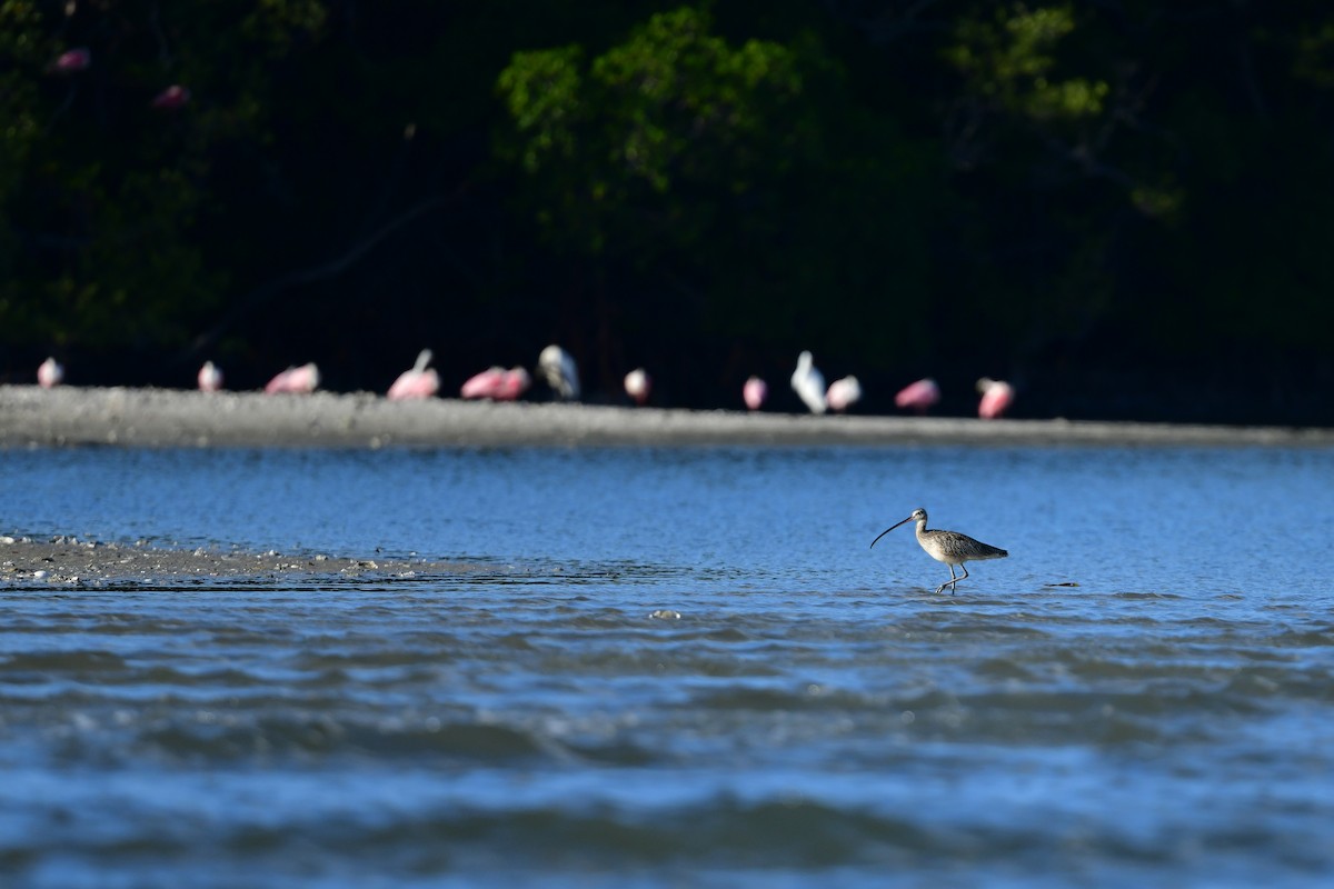 Кульон американський - ML647446606