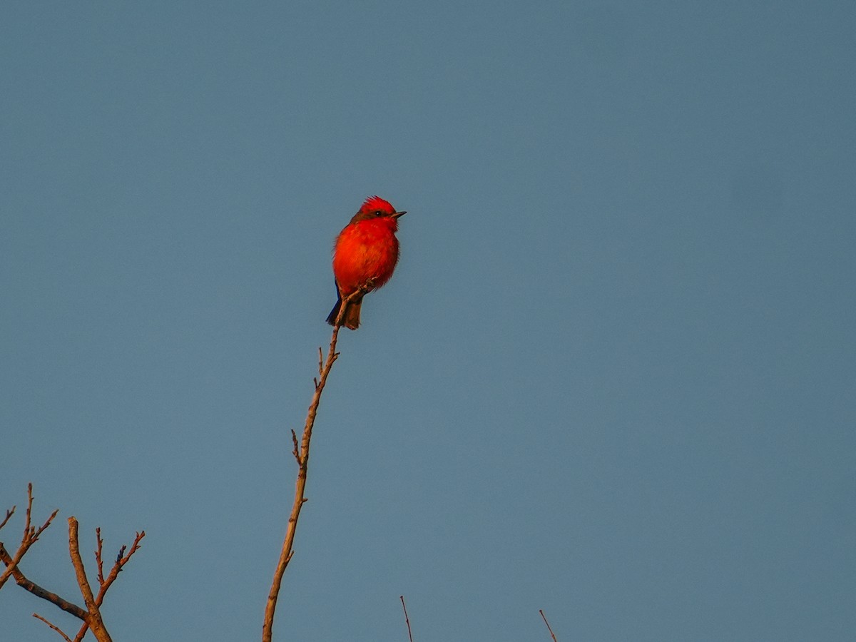 Vermilion Flycatcher - ML647446607