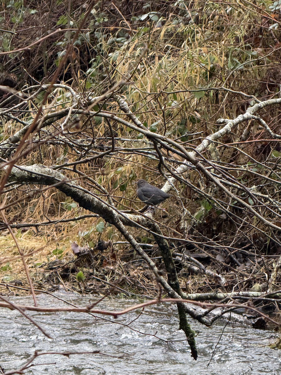 American Dipper - ML647446608