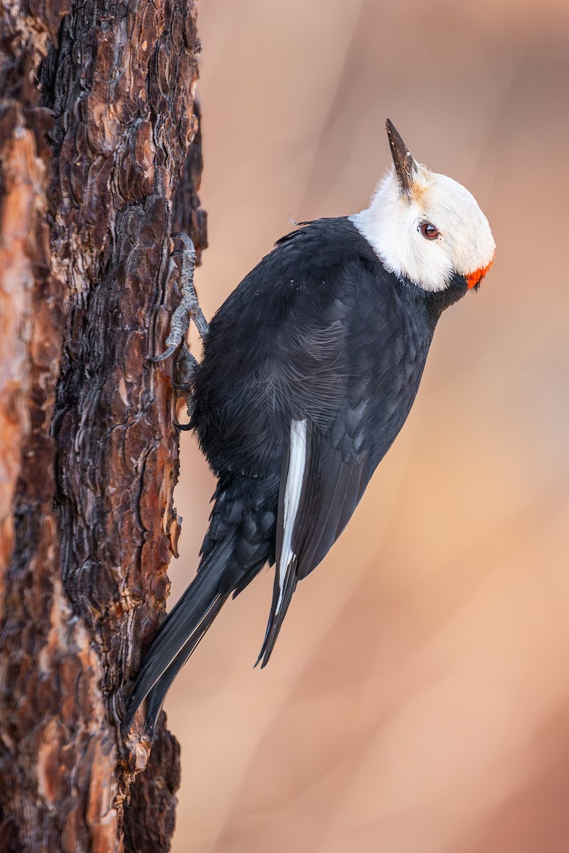 White-headed Woodpecker - ML647446610