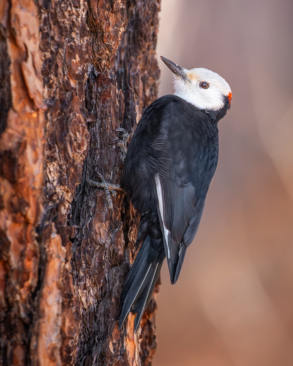 White-headed Woodpecker - ML647446611