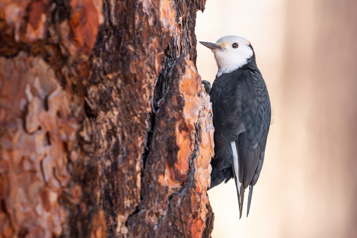 White-headed Woodpecker - ML647446613