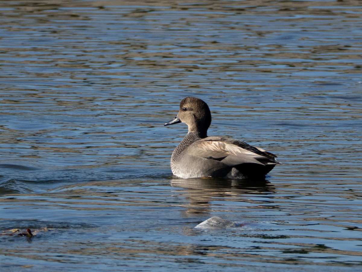 Gadwall - ML647446614