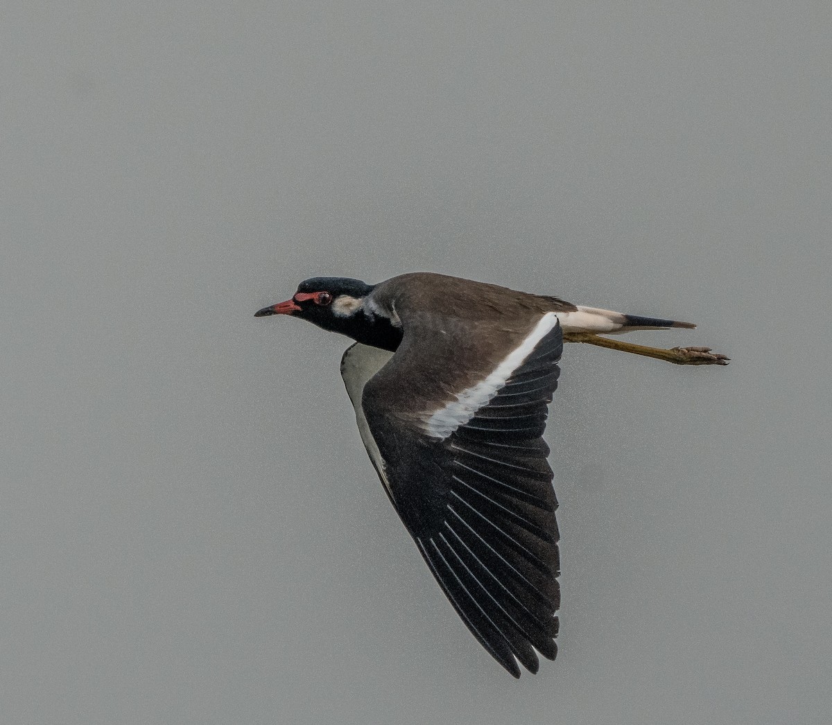 Red-wattled Lapwing - ML647446615